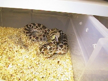 western hognose eating herself