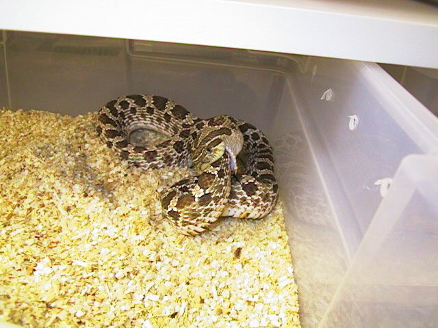 western hognose eating herself