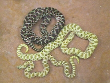 Green "hypos" & dark hog