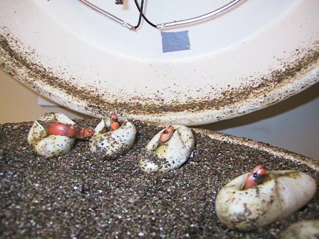 Hypo hondos hatching