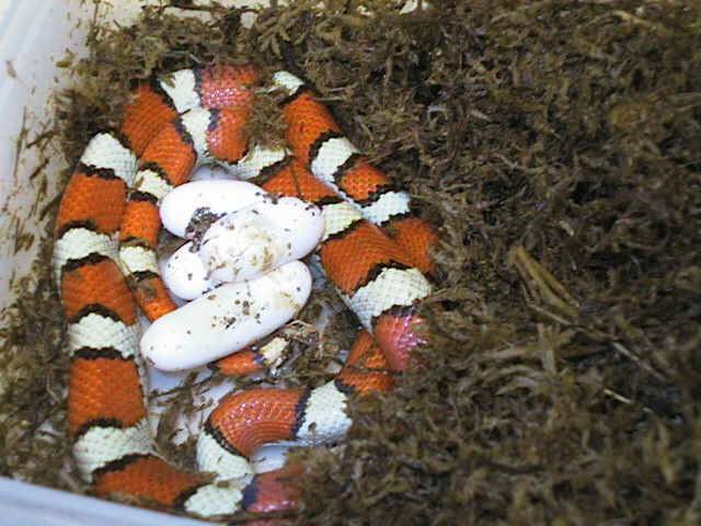 Hypo red milksnake with eggs