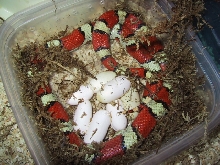 Hypo red milksnake with eggs