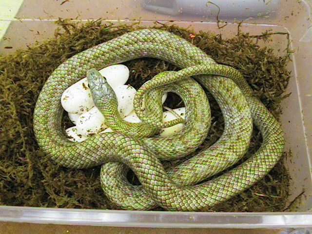 Japanese ratsnake with eggs
