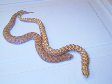 Albino & pink pastel albino