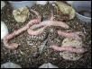 pink albinos & normal hatching