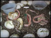pink pastel albino hognose hatching