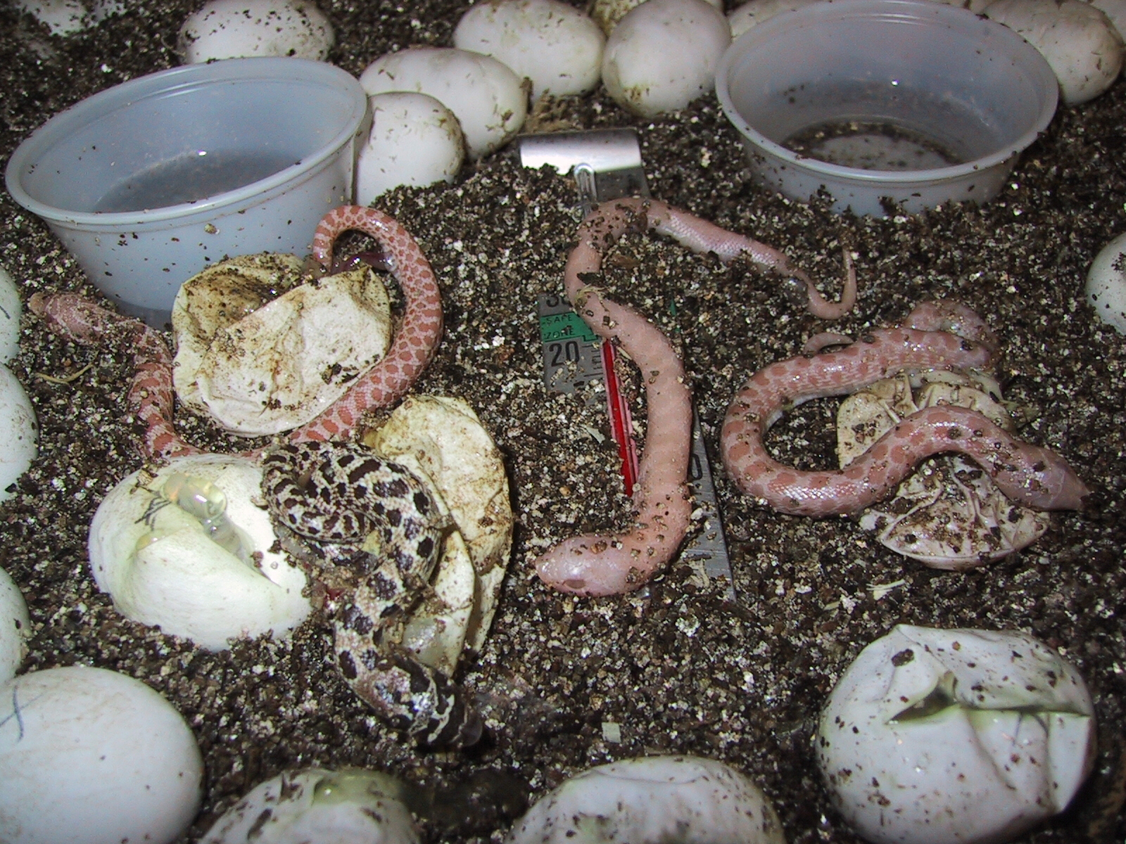 pink pastel albino hognose hatching