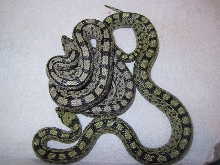 Ladder ratsnakes