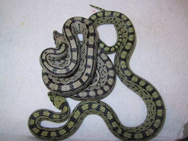 Ladder ratsnakes
