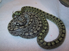 Ladder ratsnakes side view