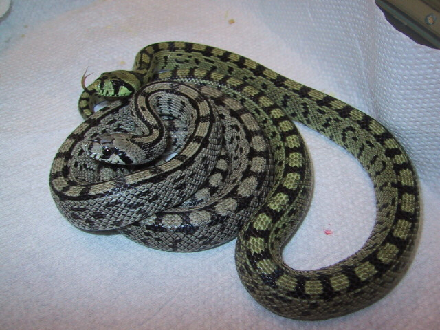 Ladder ratsnakes side view