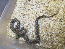 Situla hatchling