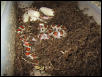 situla laying eggs