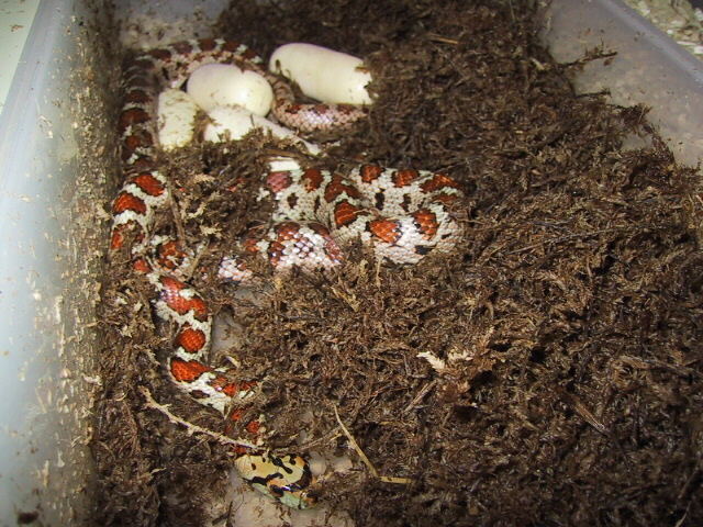 situla laying eggs