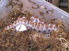 Leopard ratsnake laying