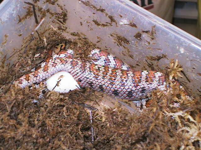 Leopard ratsnake laying