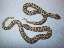 Striped hognose