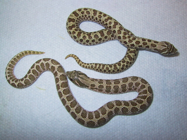 Striped hognose
