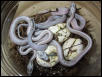 striped ghost hatching