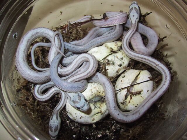 striped ghost hatching