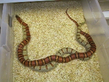 Thayeri kingsnakes breeding