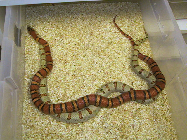 Thayeri kingsnakes breeding