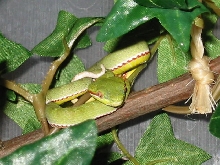 T.p.popeiorum