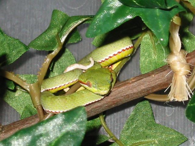 T.p.popeiorum