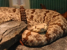 C.l.lepidus