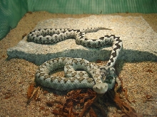 V.a.ammodytes