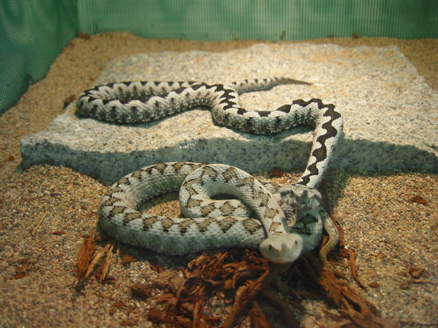 V.a.ammodytes