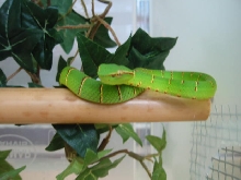 T.wagleri