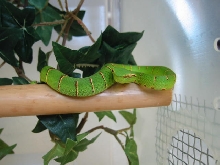 T.wagleri