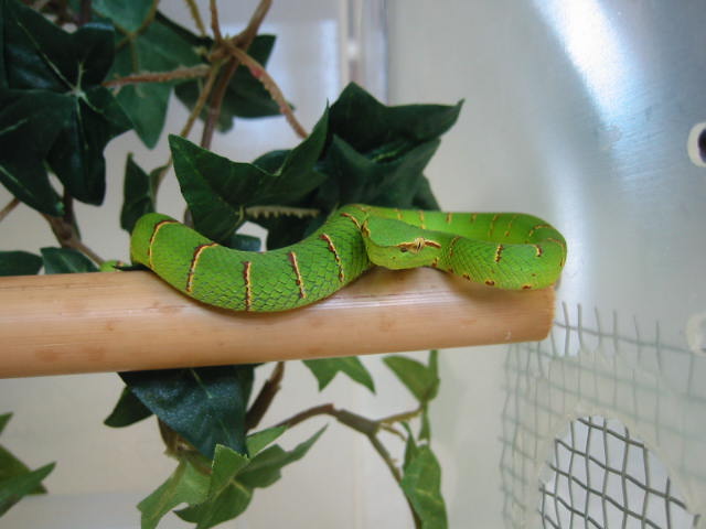 T.wagleri