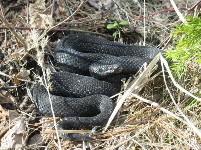 Vipera berus