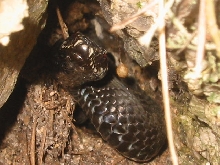 vipera berus