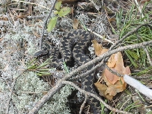 vipera berus