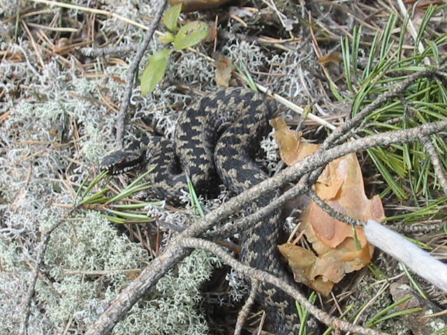 vipera berus