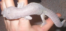 male Blizzard