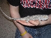 My male dragon