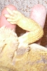 daisy arm