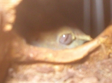 One of my femlaes lerking in the shadows