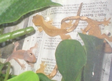 same crested babies