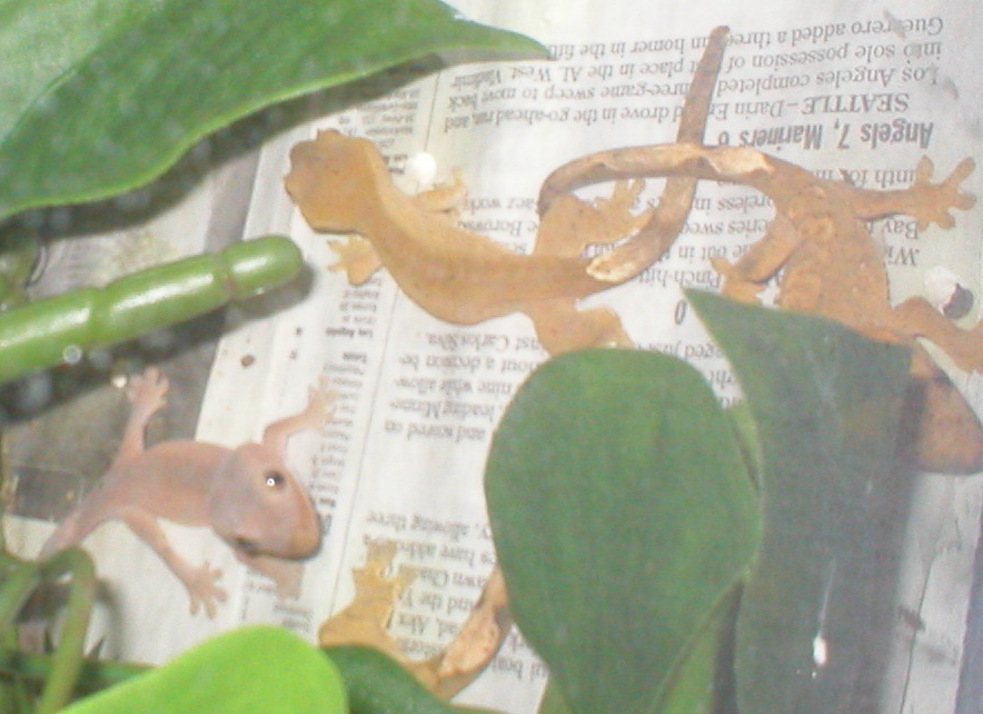 same crested babies