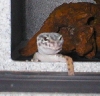 Leo Chillin