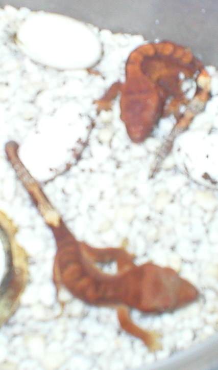 New babies 2