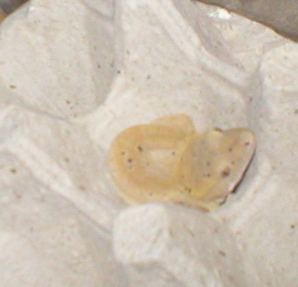 Red baby from Kevin