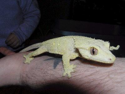 another pic of my yellow girl