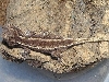 updated photo of my stripe gargoyle