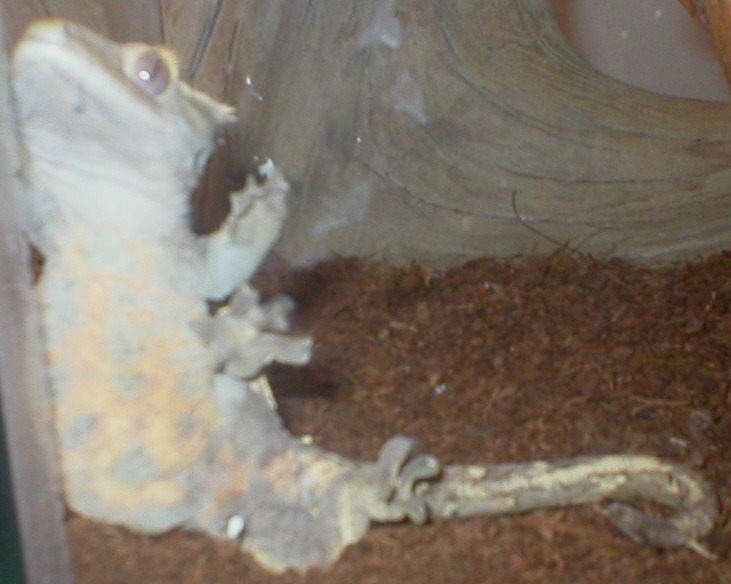 Tumtum Relaxing